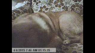 witch doctor sha na na