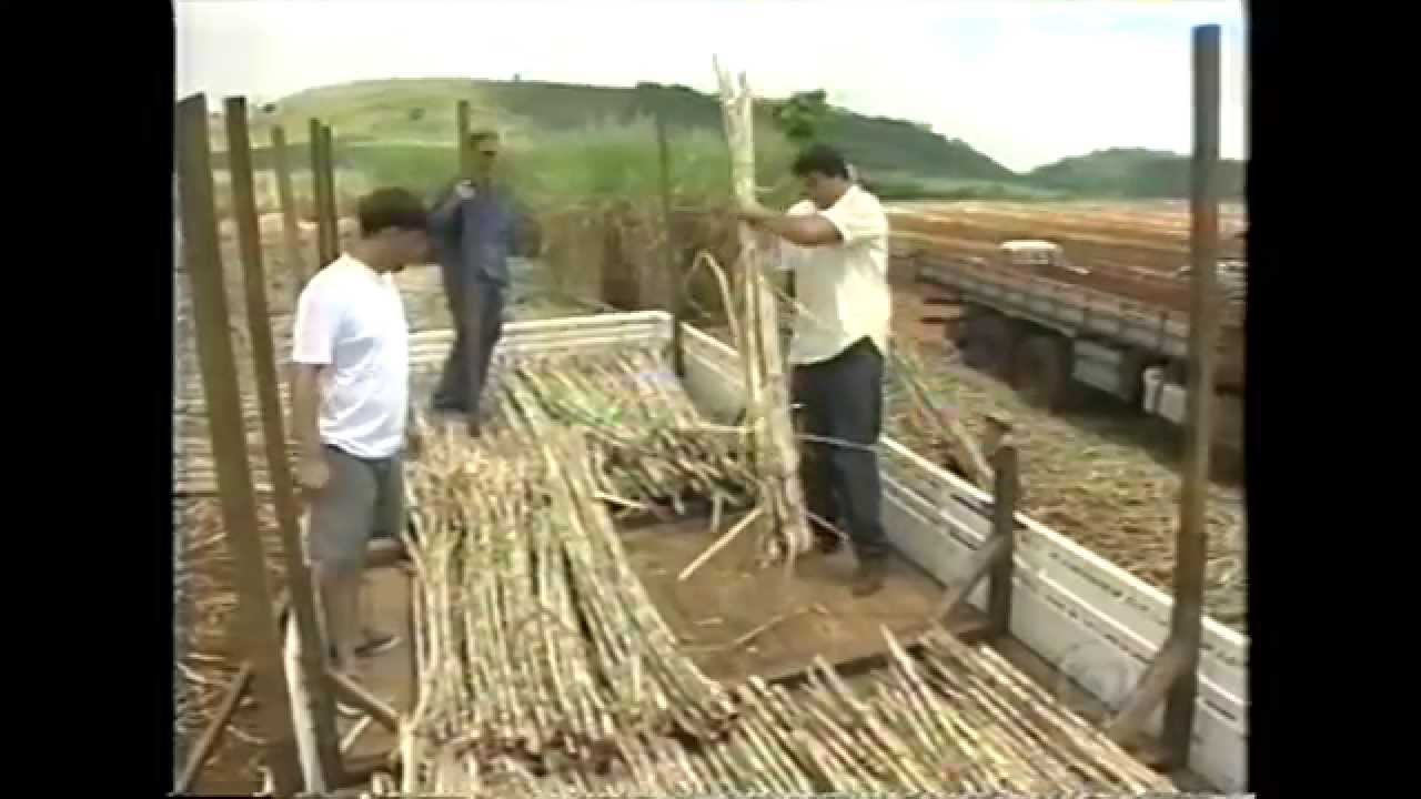 Mercado de produção da garapa (com imagens de boias-frias)