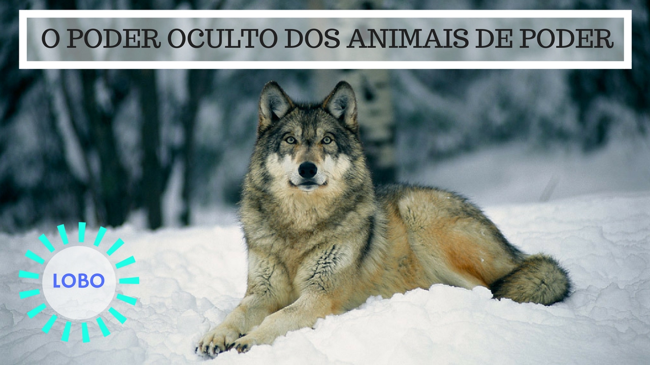 Animal de Poder Lobo - O Poder Oculto do Animal de Poder