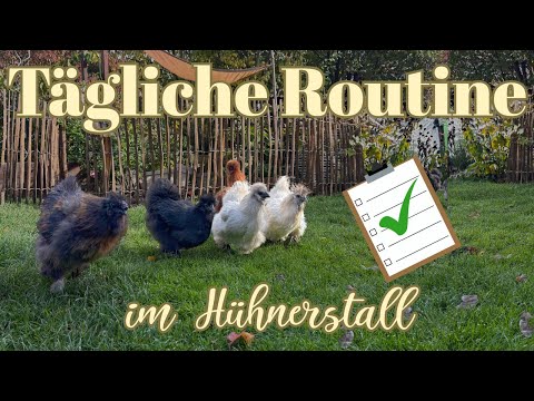 6 tägliche Aufgaben für glückliche und gesunde Hühner