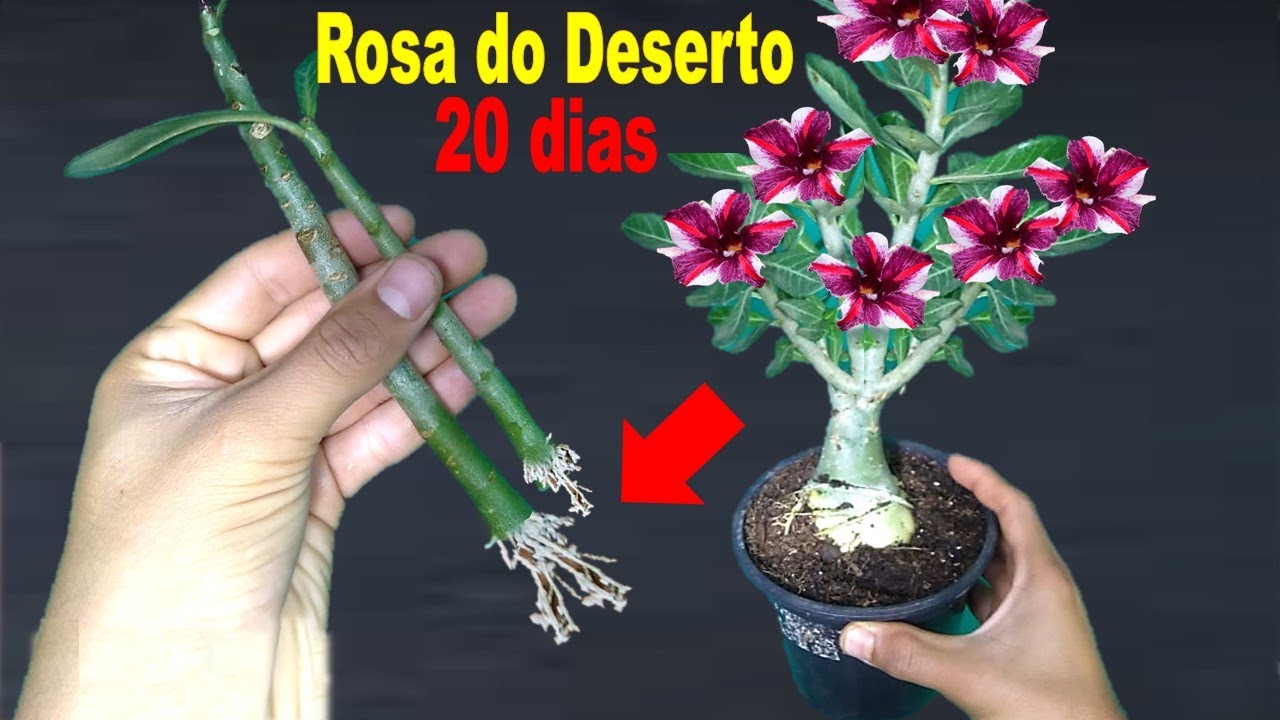 Como fazer muda da Rosa do Deserto pelo galho do jeito mais fácil que existe!