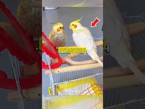 У попугая не было детей