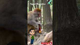 Download lagu 'Kera Mabuk Amer Lucu Banget! 😂 #Shorts' mp3