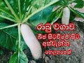 රාබු වගාව Radish Cultivation Rabu Wagawa Gewathu Wagawa ගෙවතු වගාව