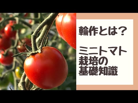 , title : '【輪作とは】ミニトマト栽培の基礎知識【家庭菜園初心者必見】'
