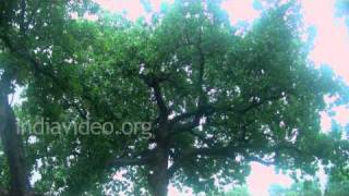 Mahua tree farm at Khajuraho