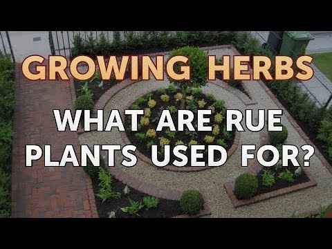 How to Divide Lavender Plants