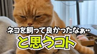 ネコ初心者のオジサンが1年飼ってみて良かったなぁと感じるコト