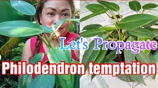 Philodendron temptation Propagation and  care tips