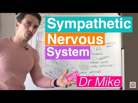 Sympathetic Nervous System