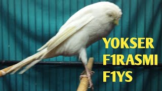 Download lagu YOKSER MINUS 350 ONLY, F1YS, F1 !! PLEASE GAS BOSS Q mp3 Download lagu YOKSER MINUS 350 ONLY, F1YS, F1 !! PLEASE GAS BOSS Q mp3