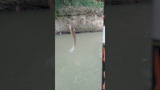 Download lagu mancing #viralsong #mancing #fishing #spotnilaliar mp3 Download lagu mancing #viralsong #mancing #fishing #spotnilaliar mp3