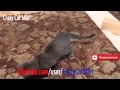 кошка корат 