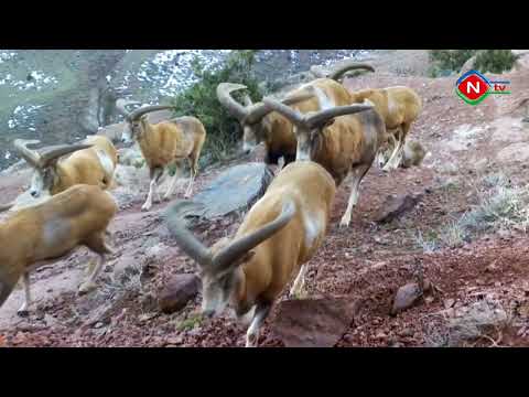 Televiziya filmi: "Naxçıvan təbiəti. Dağ keçiləri" - 13.02.2023