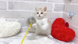 スコティッシュフォールドの動画02