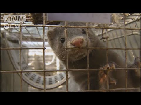 コロナウイルス:ワクチンは2020年末までに使用可能になるはず