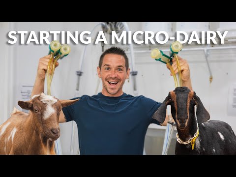 Inside Our Small-Scale Grade A Goat Dairy: A Complete Setup Tour