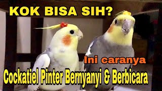 Download lagu MELATIH PARKIT AUSTRALIA BERNYANYI DAN BERBICARA | HOW TO TRAIN A COCKATIEL SING mp3 Download lagu MELATIH PARKIT AUSTRALIA BERNYANYI DAN BERBICARA | HOW TO TRAIN A COCKATIEL SING mp3