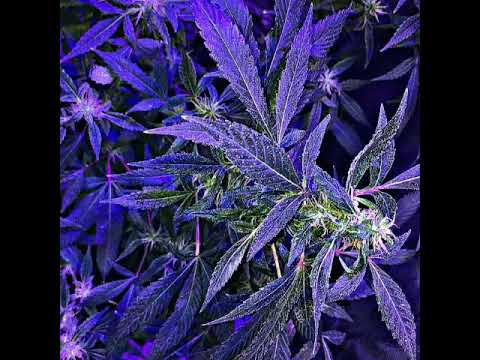 Yung D x Nvte The 6reat - Smokin Dope Remix