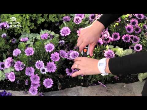 Part of a video titled Gardening 101 Series | How to Deadhead Flowers - YouTube