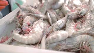 Wild Ocean Seafood Market