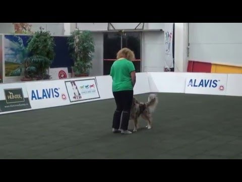 Beneficium Wäka - Arya Dogdancing zkouška MD1