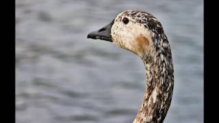 Tift Merritt - "Love Soldiers On"