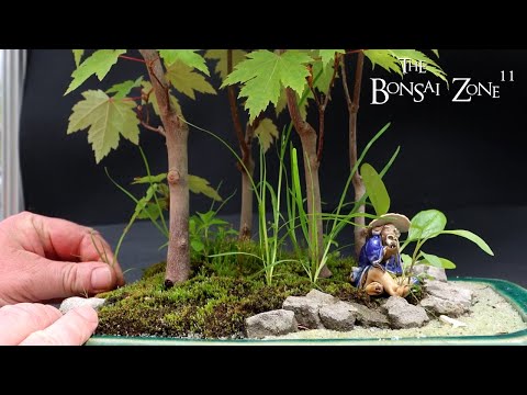 Moving and Pruning Trees, The Bonsai Zone, May 2024