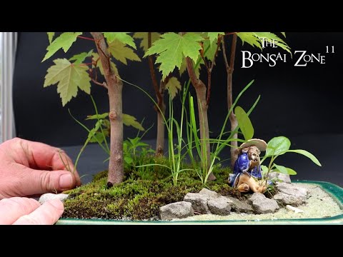Moving and Pruning Trees, The Bonsai Zone, May 2024 - YouTube
