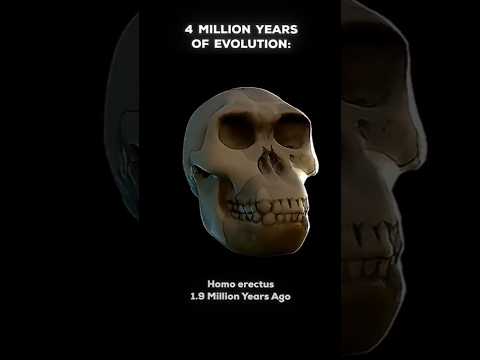 66 Million vs 4 Million Years of Evolution