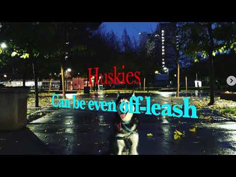 Off leash Trained Siberian Husky _ Sky is the cutest husky ever! #husky #huskydog #dogtraining