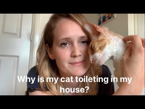 Why is my cat toileting in my house?