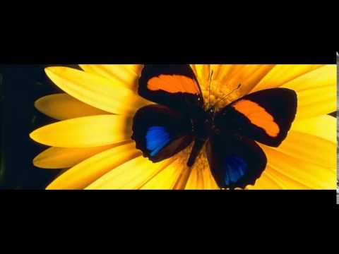 Eltonnick, Zaki Ibrahim - Firefly (Invaders Of Afrika Remix) ... .