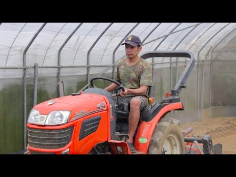 落「竹」歸根 破土而出的地下牛角