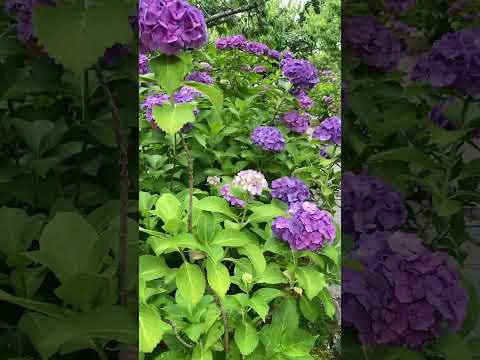 アジサイの開花を促進するのに最適なマルチは何ですか?  庭園