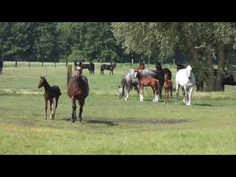 Hengstfohlen von Zinedream x Acobat II vom 17.4.2018