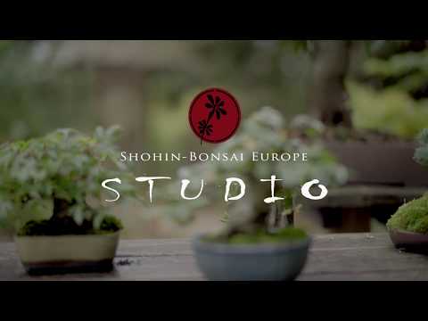 Bonsai tutorials monthly in 2018