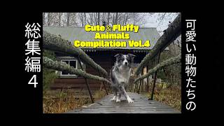可愛い動物たちのモフモフ動画総集編4 Cute &Fluffy Animals Compilation vol.4 #animals #動物