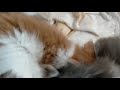 ノルウェージャンフォレストキャット