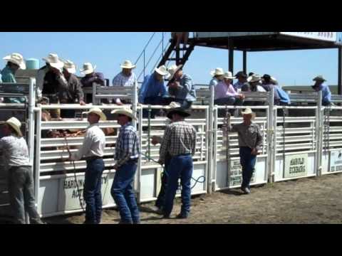 reride horse, gray in buffalo