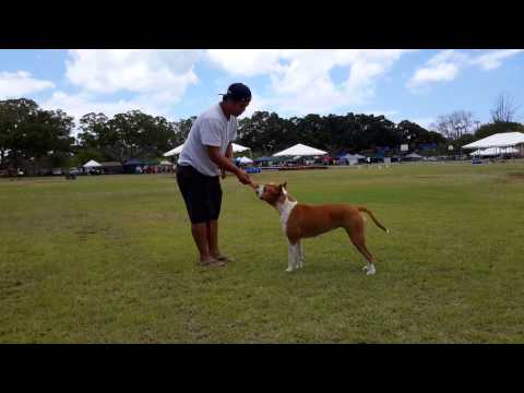 Gomes' Kennel Piko with Brian Rosales