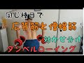 【僧帽筋】同じ種目で効かせ分けできるか?背中の筋肉を見ながら確認【広背筋】