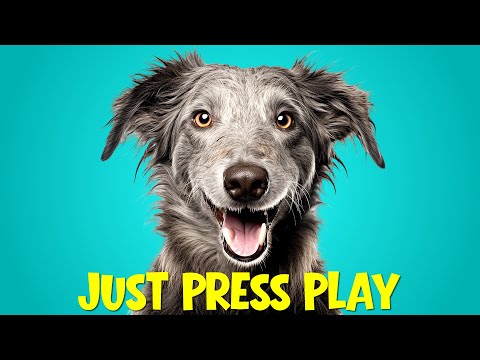 Just Press Play and Watch Your Dog React! 👀