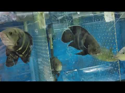 大黃蜂地圖魚