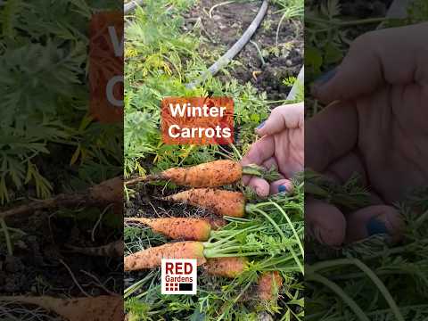 Polytunnel Winter Carrots: Grow Your Own Cold-Season Harvest