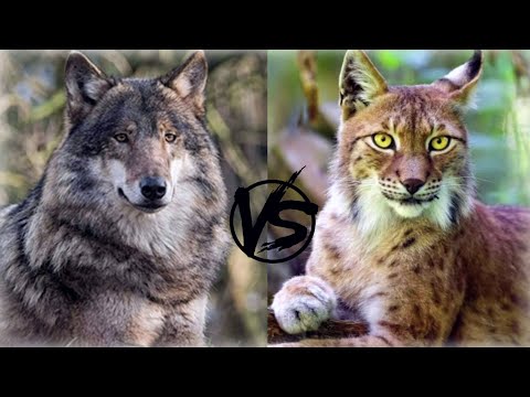 Wolf VS Lynx - Which of these predators is stronger?