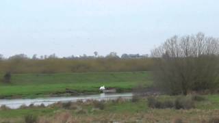 preview picture of video 'RSPB Lakenheath Fen Swan & little egret flying  30nov14 Suffolk UK 239p'