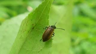 葛葉の家（くずはのいえ）の昆虫たち