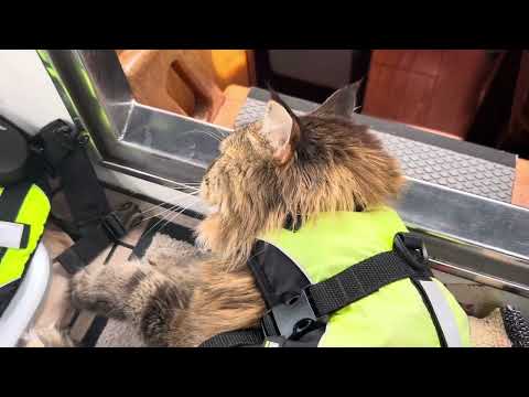 28 juni 2024: Falsterbo kanal - Skillinge