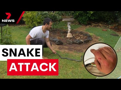 High profile Melbourne snake hunter is in intensive care after he was bitten | 7 News Australia